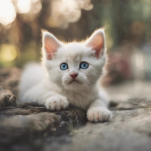 Changement de couleur des yeux chez les chatons : âge et raisons