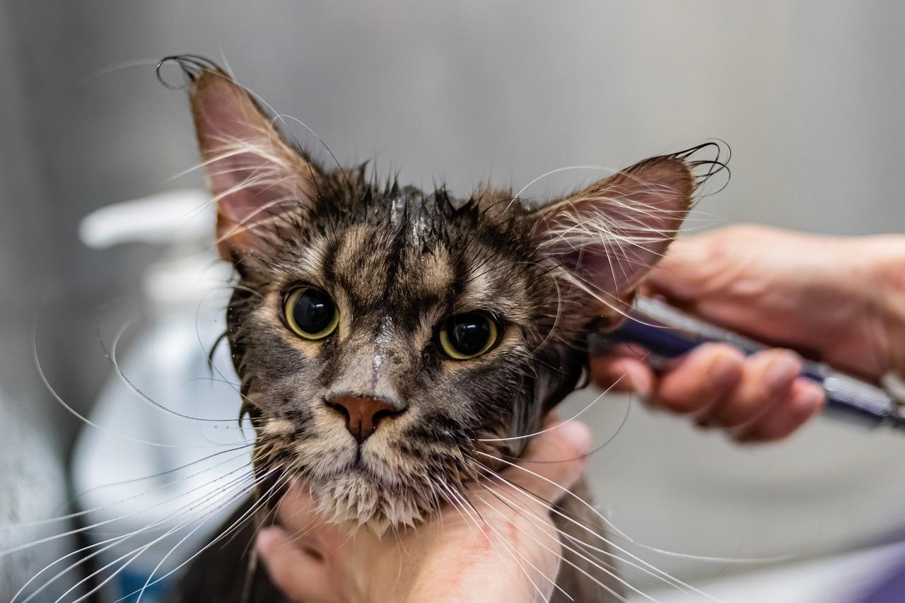 découvrez nos services de toilettage pour chats et chiens afin de garder votre animal bien entretenu et en bonne santé avec nos professionnels qualifiés.